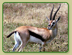 Indian Antilopes