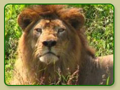 Asiatic Lion