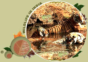 Bandavgarh National Park