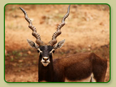 Indian Black Buck