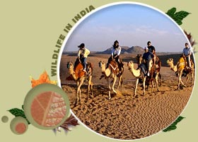 Rajasthan Desert Camel safari Tours