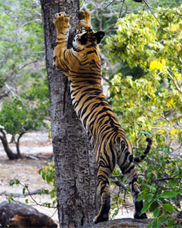 Indian Wildlife Tours - cheetah