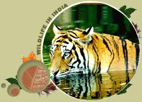 Wildlife Adventure Tour