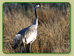 Indian Peacock