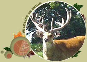 Dudhwa National Park