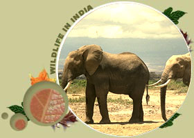 Elephant Safari in India