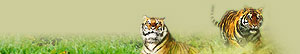 Tigers in India