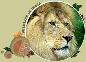 Gir Wildlife Sanctuary,Gir National Park,Gir Forest,Gir Lion Sanctuary