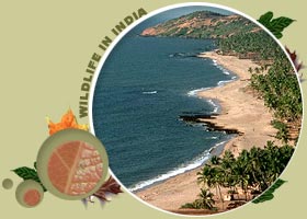 bird tours india