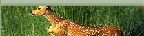 ranthambore wildlife travel packages, wildlife photographic tours india, bird sanctuary tours in india, south india wildlife tourism