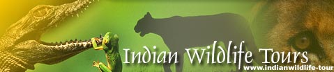 bird watching tours india, tiger safari holiday, wildlife safari in india, tiger safari in india, north india wildlife travel, south india wildlife trips