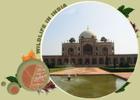 Humayun's Tomb Delhi