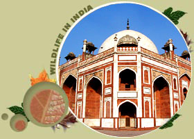 Humayun Tomb