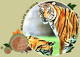 India Nepal Wildlife Tour