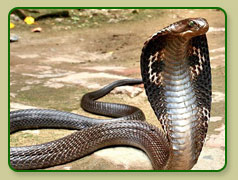 Indian Cobra