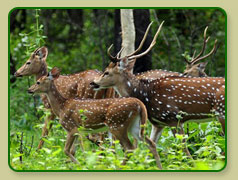 Indian Deers