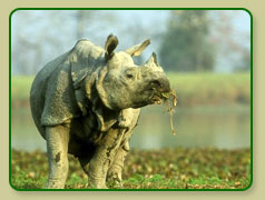 Indian Rhino