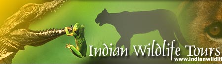 Tour Booking to taj mahal & tigers in india, Taj Mahal package Bookings, Taj Mahal Tour Bookings, Tour Bookings To Taj Mahal, Taj Mahal Package Tour Bookings, Tiger Tour Bookings, Tiger Tour Package Booking, tiger tour bookings in india