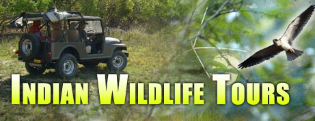 south india wildlife tour bookings