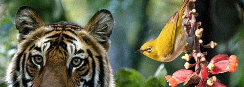 wildlife safari tours india