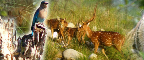 India wildlife tours