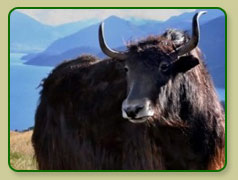 Indian Yak