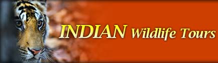 Indian wildlife tours, Indian wildlife, India wildlife tours