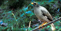 wildlife in India, India wildlife package tours, tours to Indian wildlife