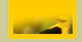 Indian Wildlife Tours