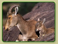 Indian Nilgiri Tahr