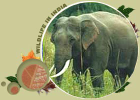 Periyar Wildlife Sanctuary