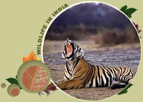 Ranthambhore National Park