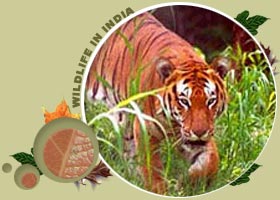 Sariska Wildlife Sanctuary