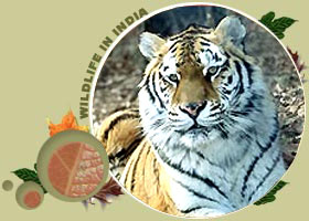 Sariska Wildlife Tour Package