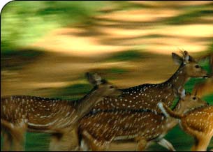 Indian Wildlife Tours Online