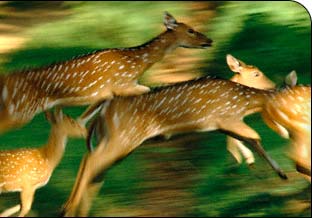 Indian Wildlife Tours