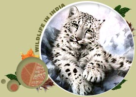 Snow Loepard