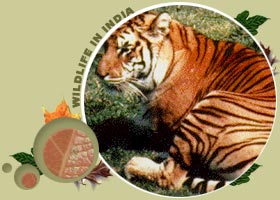 Indian Wildlife Tours