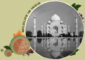 Taj Mahal Agra Travel