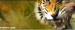 Indian Wildlife Tours