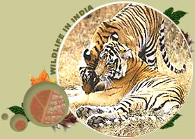 Tiger Trails in India - Bandhavgarh