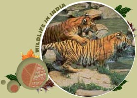 tigers in ranthambore