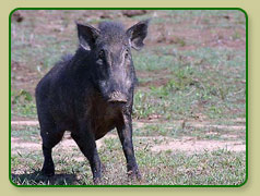 Indian Wild Boars