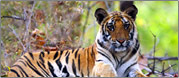 tiger Reserves in India - tiger watching