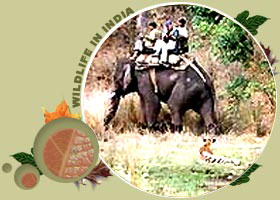 Wildlife Photographic Tours To India