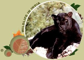 Chinnar Wildlife Sanctuary,Wildlife Sanctuaries in Kerala,Wildlife in Kerala,Kerala Wildlife Tours