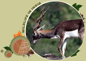 Kanha National Park Tour - deer