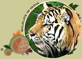 Ranthambhore National Park Tour - tiger